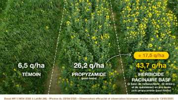 rendement herbicides racinaires basf